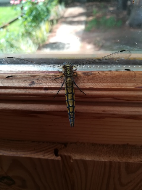 Orthetrum cancellatum - feketefarkú pásztorszitakötő