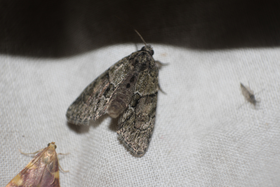 Cryphia fraudatricula - homoki zuzmóbagoly