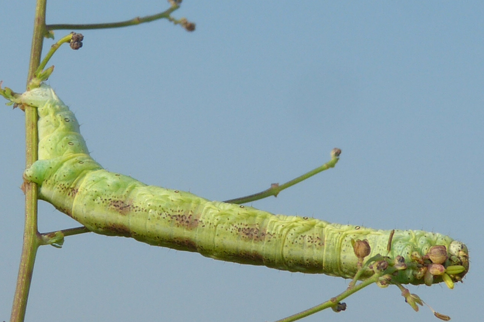 Ascotis selenaria - holdas faaraszoló