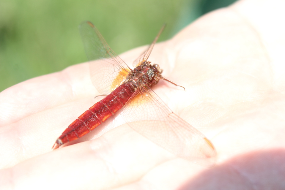 Crocothemis erythraea - skarlát szitakötő