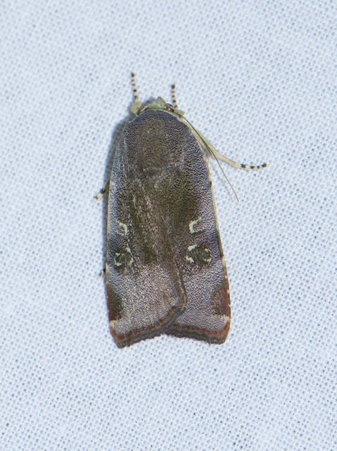 Noctua janthe/janthina