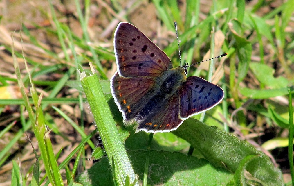 Lycaena tityrus - barna tűzlepke