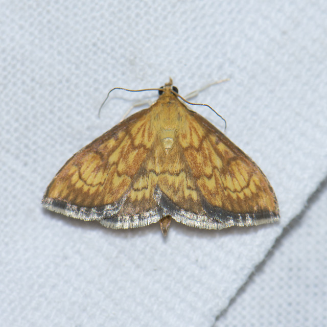Ecpyrrhorrhoe rubiginalis - rozsdavörös tűzmoly