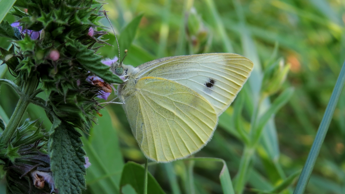 Pieris rapae - répalepke