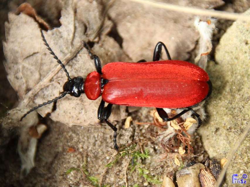 Pyrochroa coccinea - nagy bíborbogár