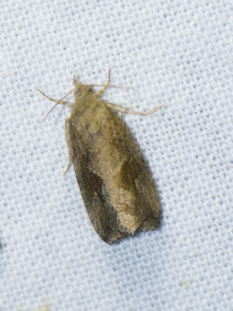 Endothenia quadrimaculana - mocsári tükrösmoly