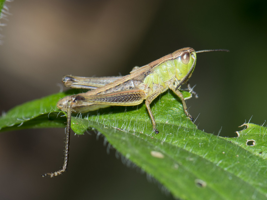 Pseudochorthippus parallelus - közönséges rétisáska Pseudochorthippus parallelus - közönséges rétisáska