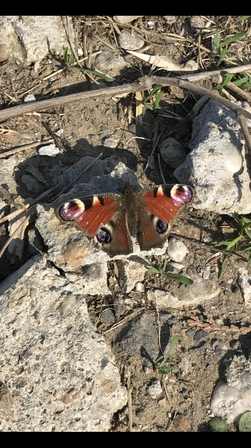 Nymphalis io - nappali pávaszem