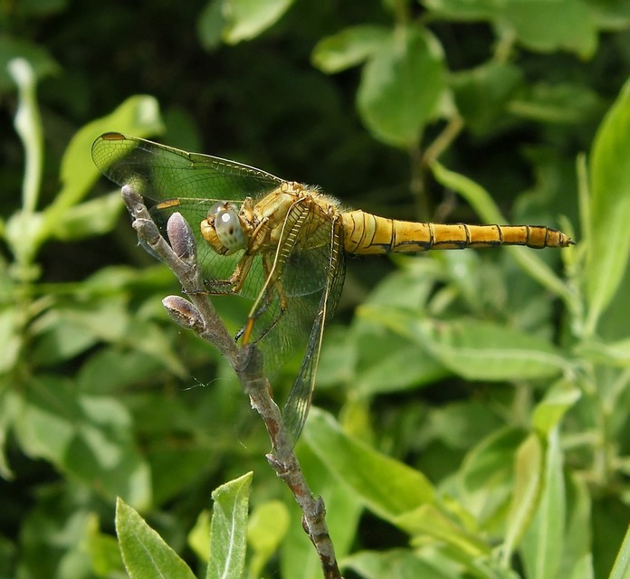 Orthetrum coerulescens - karcsú pásztorszitakötő
