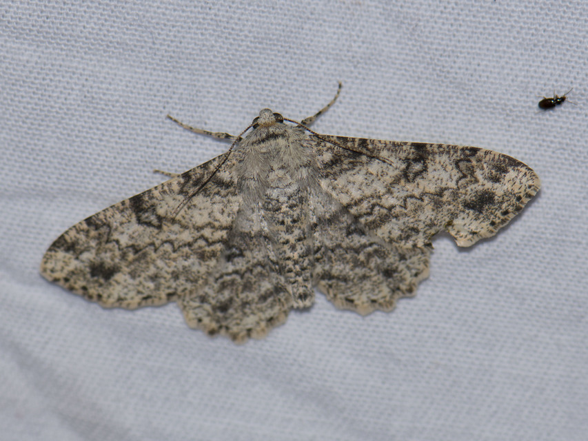 Ascotis selenaria - holdas faaraszoló