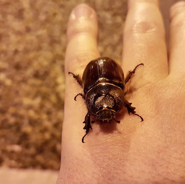 Oryctes nasicornis - orrszarvú bogár