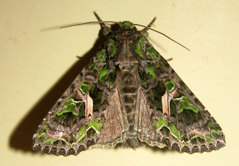 Trachea atriplicis - nyári zöldbagoly