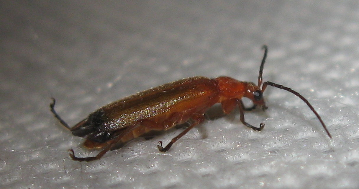 Rhagonycha fulva - feketevégű lágybogár