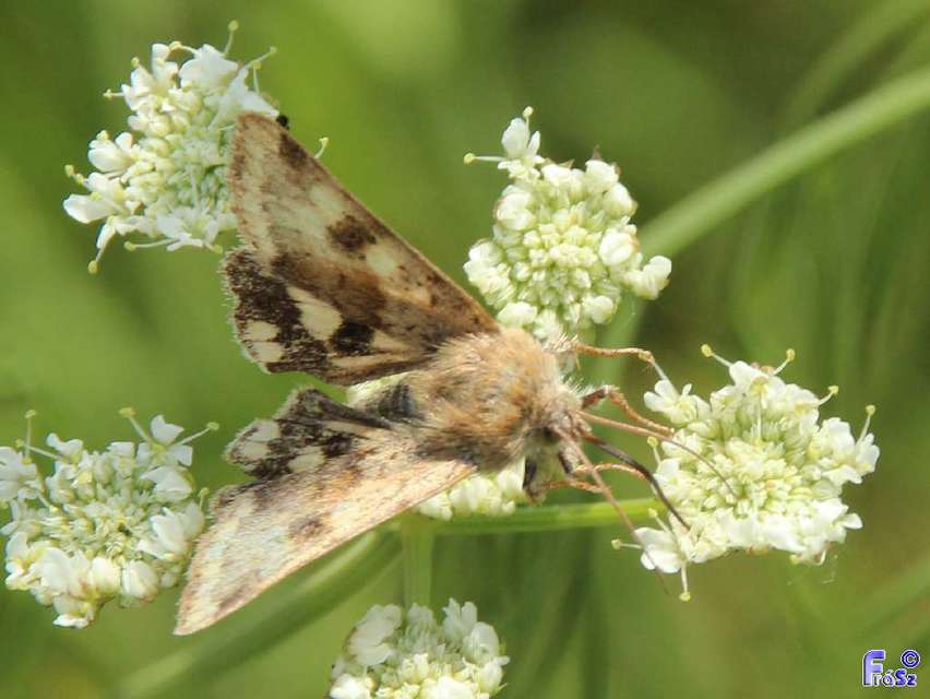 Heliothis viriplaca - mácsonyabagoly
