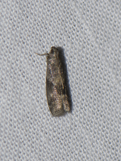 Pyralidae - fényiloncák
