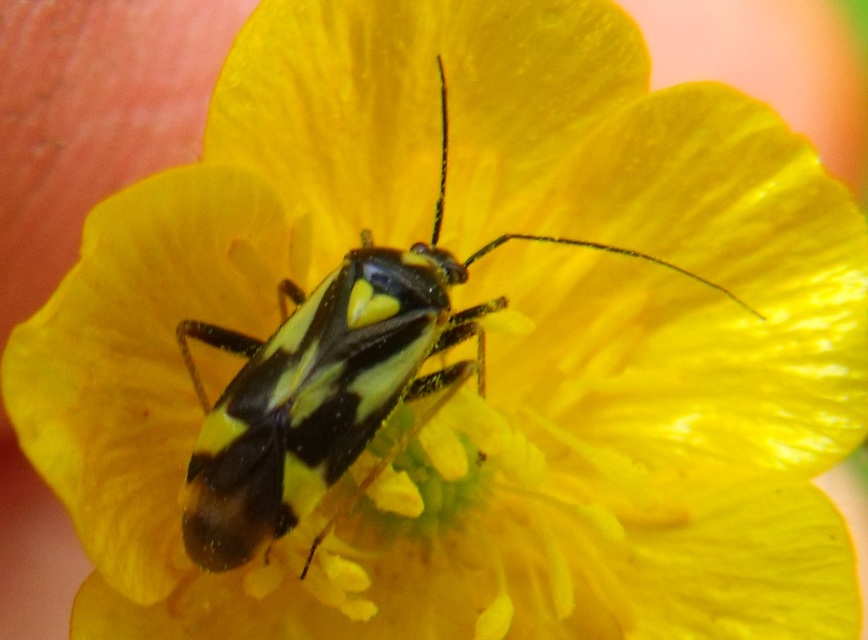 Grypocoris sexguttatus - hatpettyes díszpoloska Grypocoris sexguttatus - hatpettyes díszpoloska