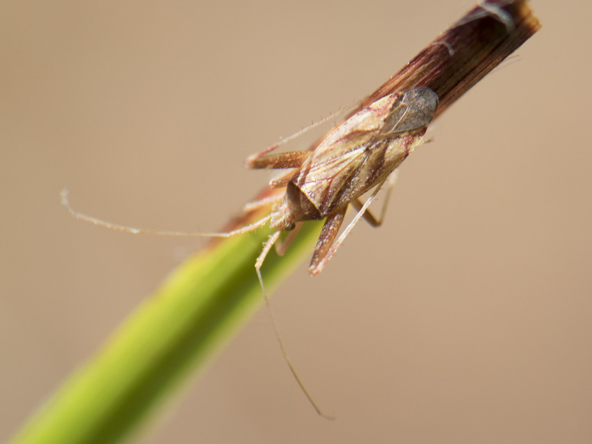 Phytocoris
