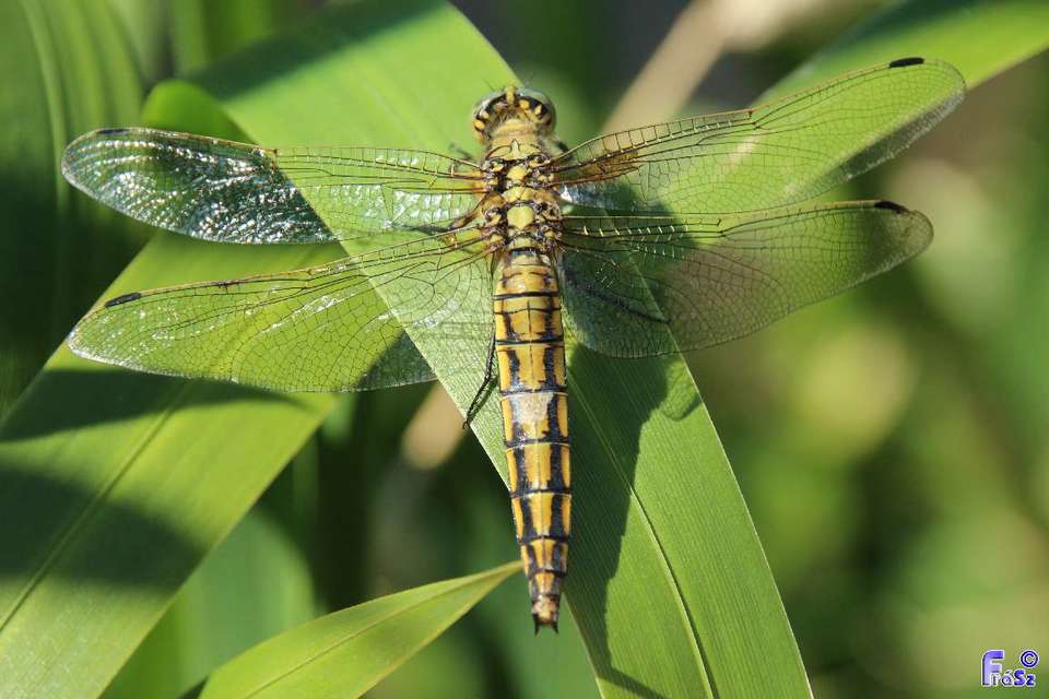 Orthetrum cancellatum - feketefarkú pásztorszitakötő