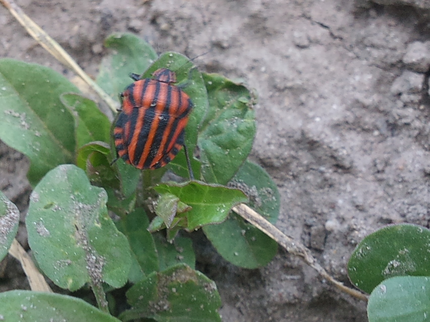Graphosoma italicum - csíkos pajzsospoloska
