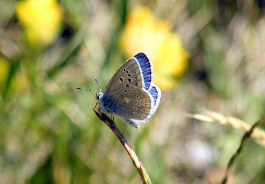 Polyommatus dorylas - fénylő boglárka