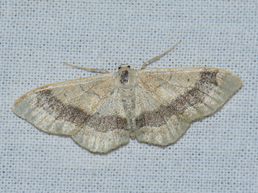 Idaea aversata - nagy sávosaraszoló