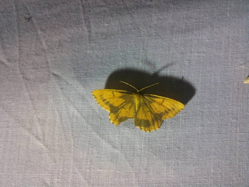 Angerona prunaria - sárga kökényaraszoló