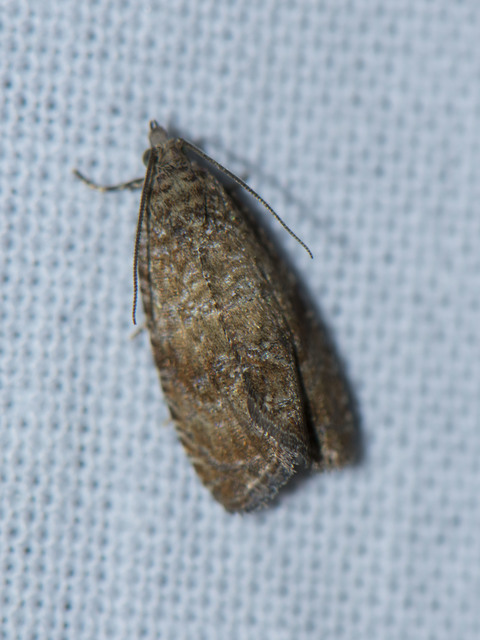 Olethreutinae