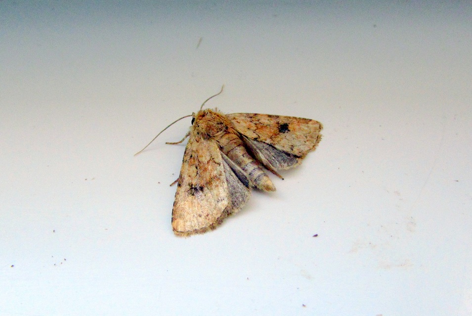 Atypha pulmonaris - tüdőfű-levélbagoly