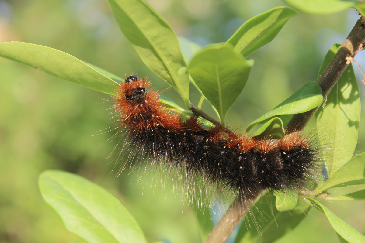 Arctia caja - közönséges medvelepke
