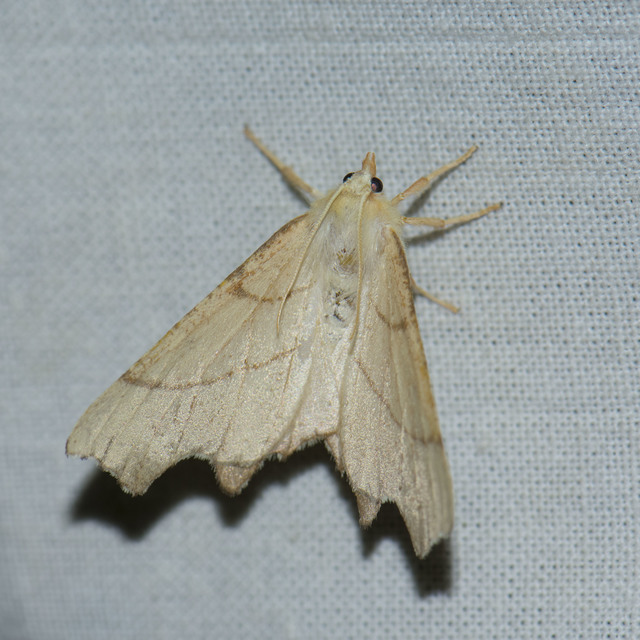 Ennomos erosaria - hársfa-levélaraszoló