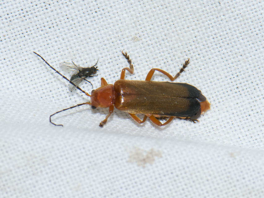Rhagonycha fulva - feketevégű lágybogár