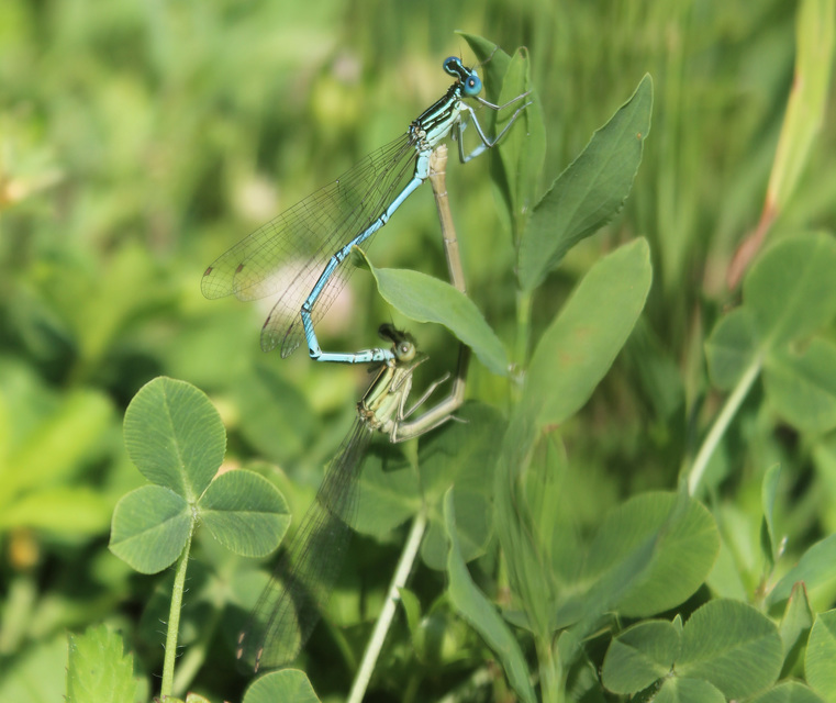 Platycnemis pennipes - széleslábú szitakötő