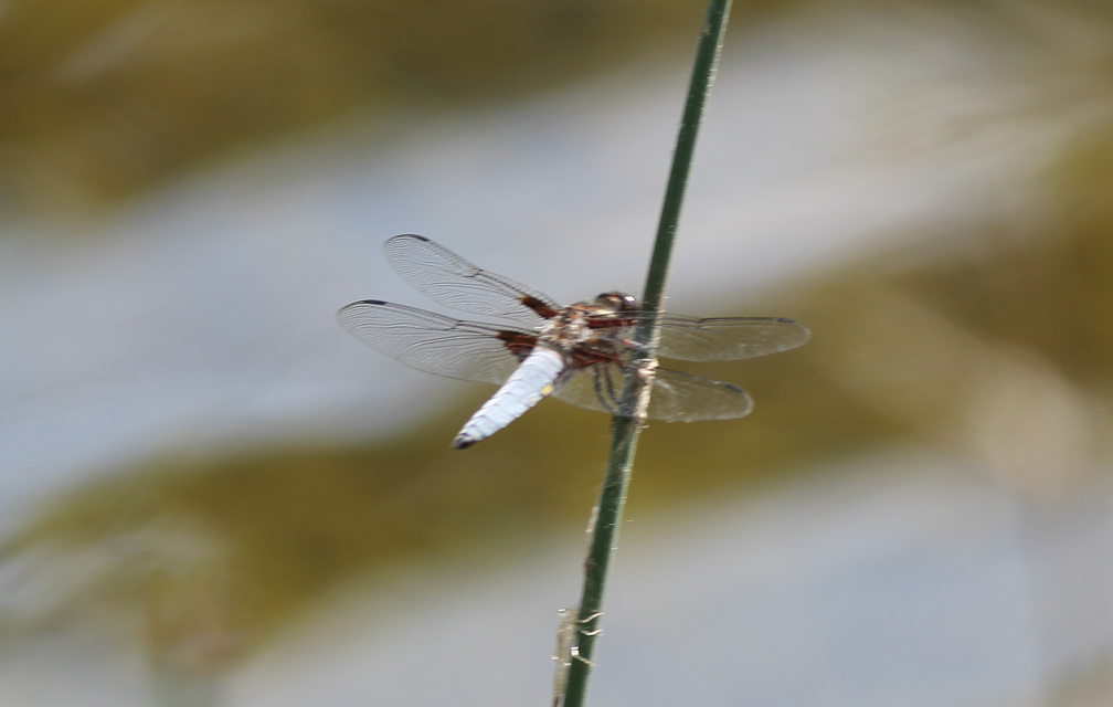 Libellula depressa - széles laposacsa