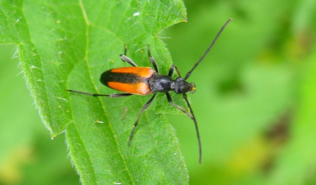 Stenurella melanura - feketevégű karcsúcincér