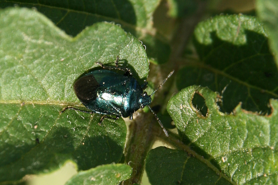 Zicrona caerulea - acélkék poloska Zicrona caerulea - acélkék poloska
