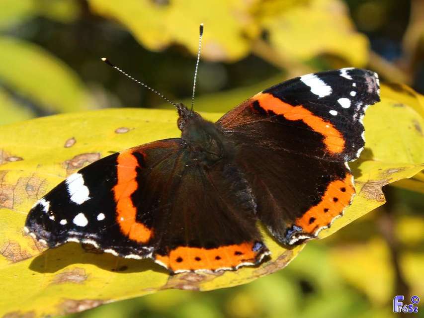 Vanessa atalanta - atalantalepke