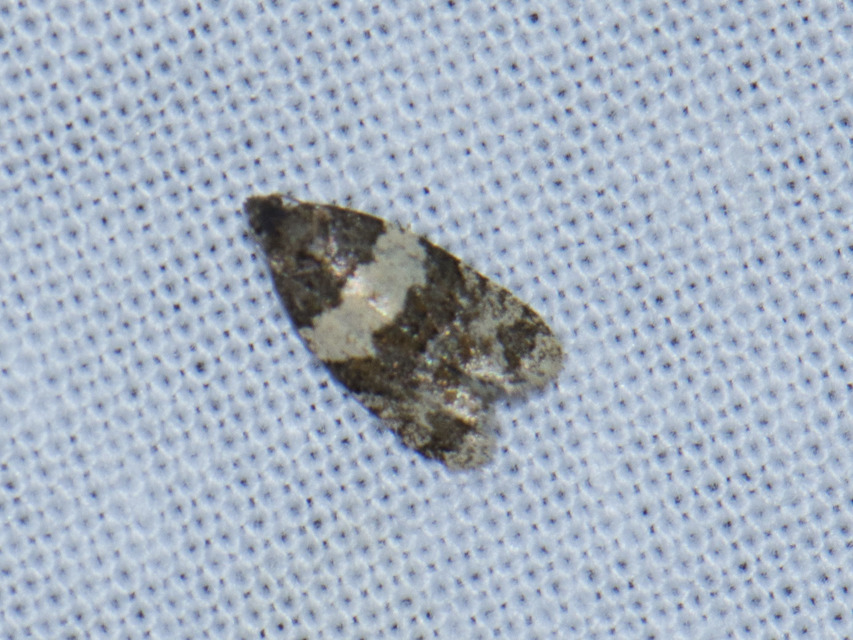 Isotrias hybridana - cifra sodrómoly