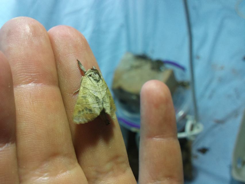Clostera anastomosis - barna levélszövő