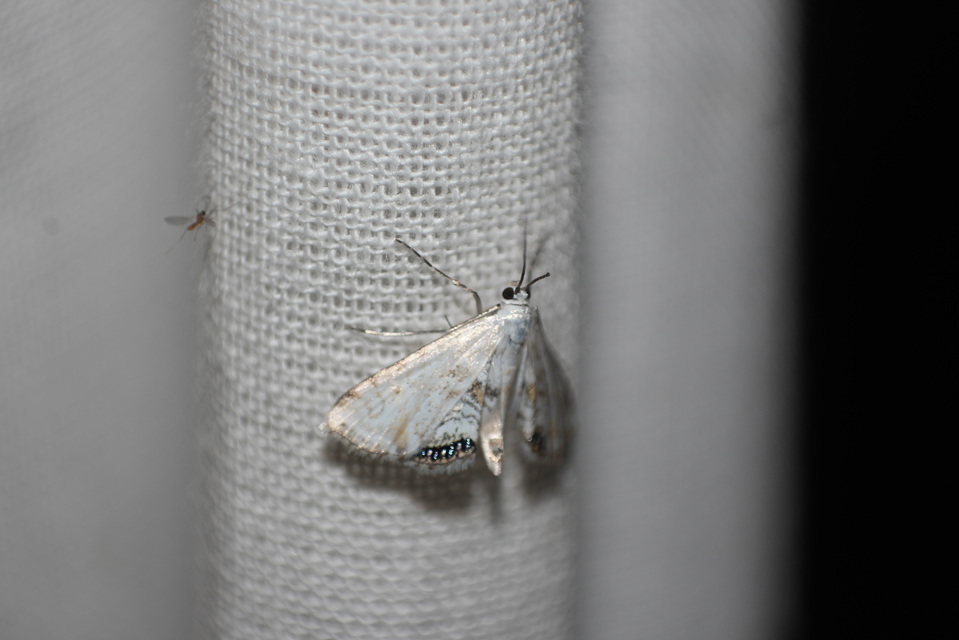 Cataclysta lemnata - békalencsemoly
