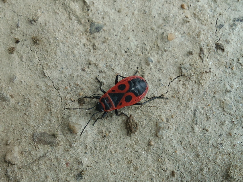 Pyrrhocoris apterus - verőköltő poloska