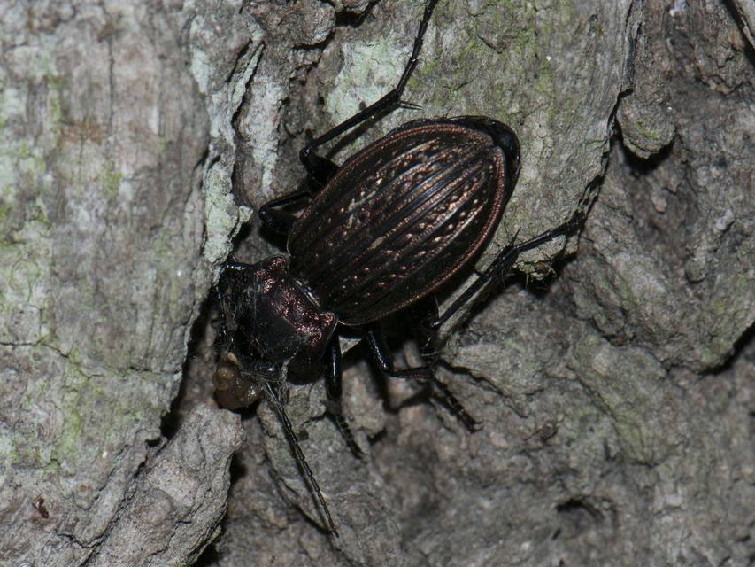 Carabus ulrichii - rezes futrinka Carabus ulrichii - rezes futrinka