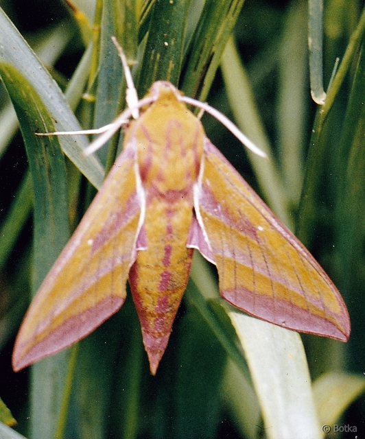 Deilephila elpenor - szőlőszender