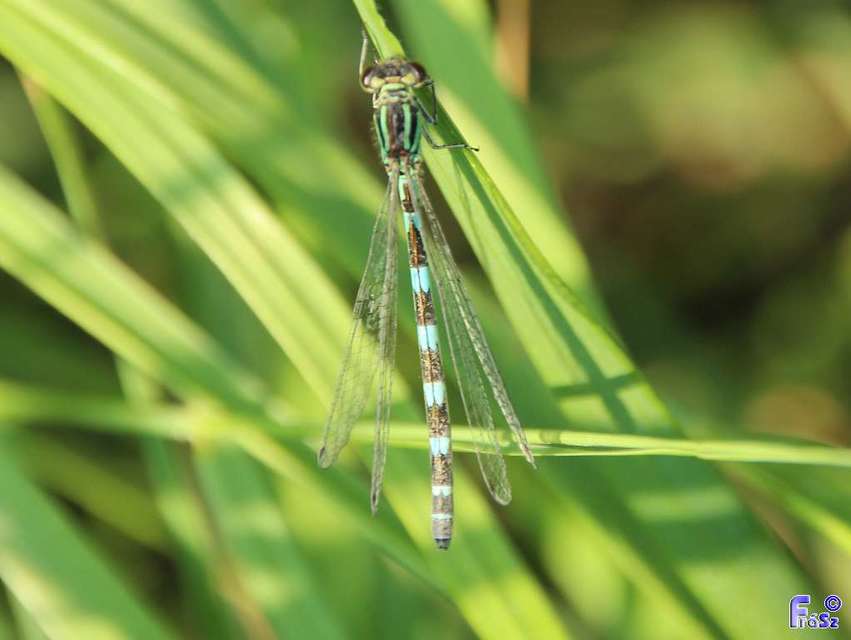 Coenagrion ornatum - díszes légivadász
