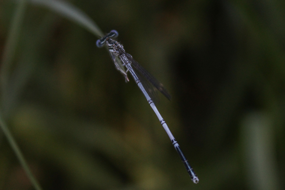 Platycnemis pennipes - széleslábú szitakötő
