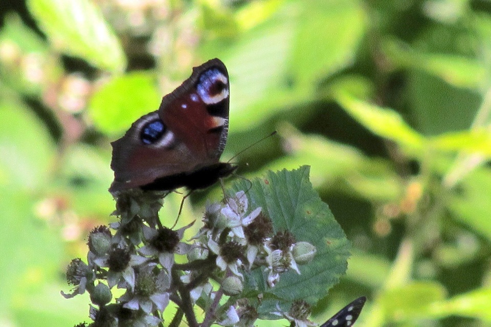 Nymphalis io - nappali pávaszem