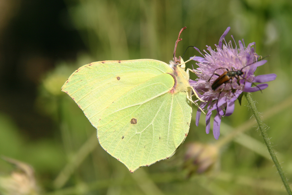 Gonepteryx rhamni - citromlepke