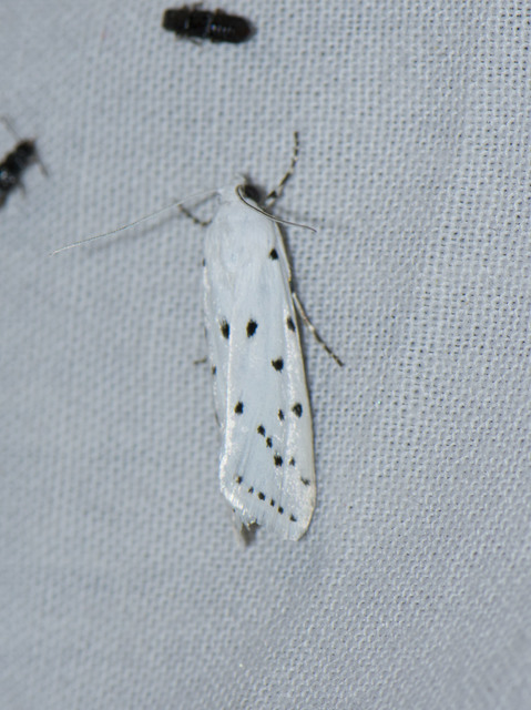 Myelois circumvoluta - pettyes karcsúmoly