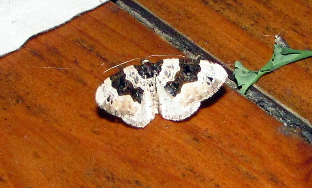 Cosmorhoe ocellata - szemes galajaraszoló