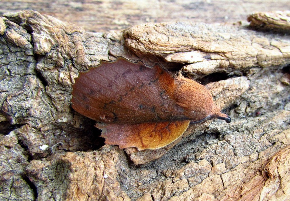 Gastropacha quercifolia - tölgylevélpohók
