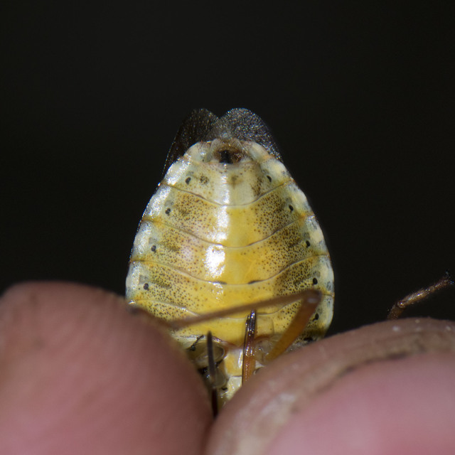 Pentatoma rufipes - vöröslábú címerespoloska Pentatoma rufipes - vöröslábú címerespoloska